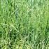 Fescue Toxicosis in Mares: How Much Ergovaline Is Too Much?